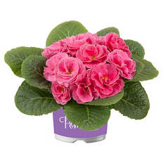 Primel Pom Pom T10,5