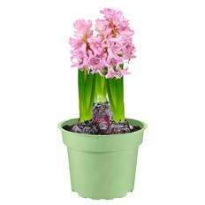 Premium Blumenzwiebeln T15, Hyazinthe