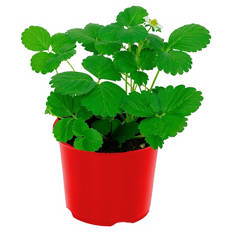 Erdbeerpflanze Fridulin 12 cm