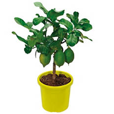 Plant d'agrumes, citron