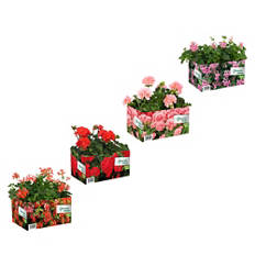 Gerani in vaschetta da 4 in piedi e da appendere