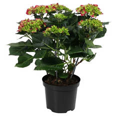 Gartenhortensie rot