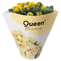 Kalanchoe Queen, Gelb