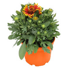 Sommerstauden, Kokardenblume