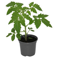 Gemüsepflanzen Tomate