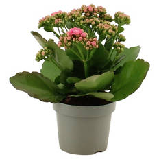 Kalanchoe