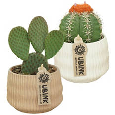 Cactus dans un pot en céramique