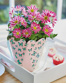 Mother’s Day Plant in Gift Bag