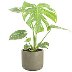 Panaschierte Monstera
