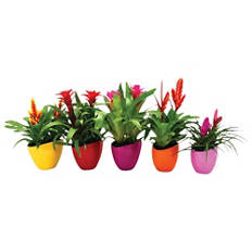 Bromelija duo