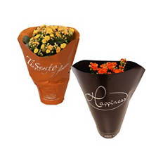 Kalanchoe  a tema Halloween