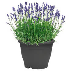 Lavendel 26 cm