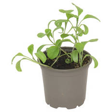 Gemüse veredelt, Aubergine