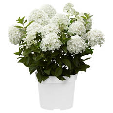 Hortensie Weiß