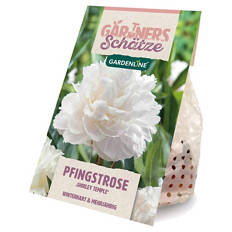 Pfingstrose, Shirley Temple