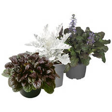 Herbstflor