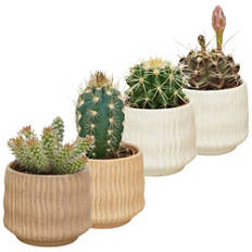 Cactus in vaso di ceramica