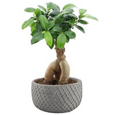 Bonsaï dans une coupe