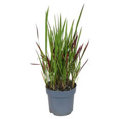 Imperata Red Baron