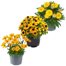 Splendore floreale estivo