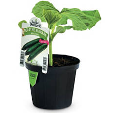 Slovenske zelenjavne sadike