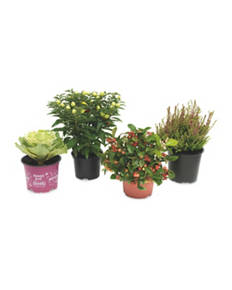 Christmas Outdoor Plants