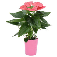 Anthurium in Keramik