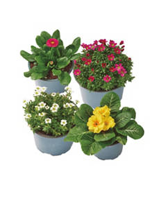 Colour Bliss Flower Collection