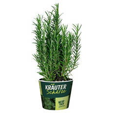 Frische Kräuter, Rosmarin