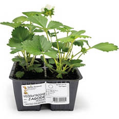 Slovenske sadike jagod