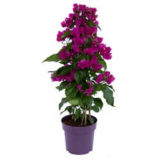 Bougainvillier en pyramide, mauve
