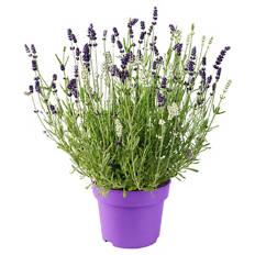Lavendel Duo
