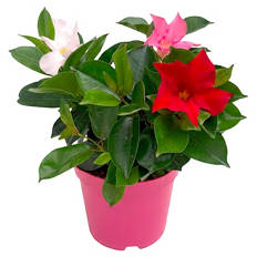 Dipladenie Busch Trio