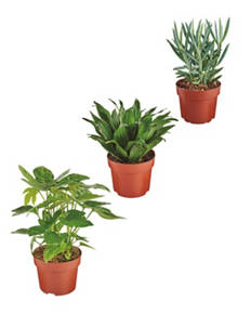 12cm Easy Care Plants