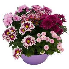Chrysanthemen Pink und White Schalen, Pink