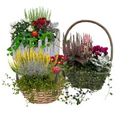 Caisse en bois ou corbeille avec plantes