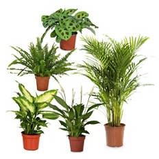 Lufterfrischer-Grünpflanze, Spathiphyllum