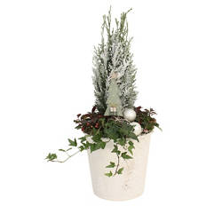 Thuja im Metalleimer