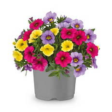 Balkonblumen-Trio, Calibrachoa