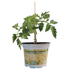 Gemüse veredelt, Strauchtomate