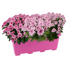 Pink Perfect Chrysanthemen-Trio Balkonkasten
