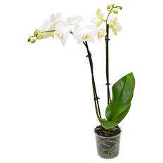 Orchidee, Weiß