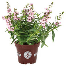 Stauden im kompostierbaren Topf, Angelonia