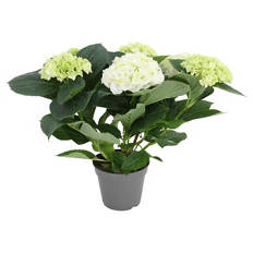 Hortensien Busch weiß