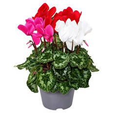 Cyclamen-Trio