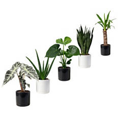 Plante verte dans un pot en céramique