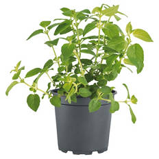 Fruchtminze, Zitronenminze