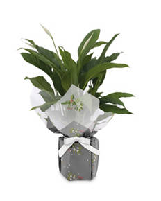 Gift Wrapped Plant