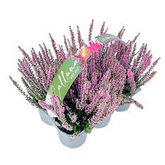 Calluna „Beauty Ladies® einfarbig 6er-Tray, Rosa