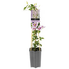 Clematide in fiore/Fico/Kiwi P, Clematide